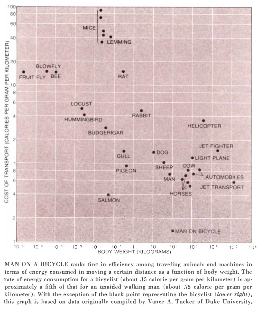 Energy cost of transport for different species